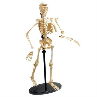 Модель скелета людини Edu-Toys збірна, 24 см (SK057) SK057 фото