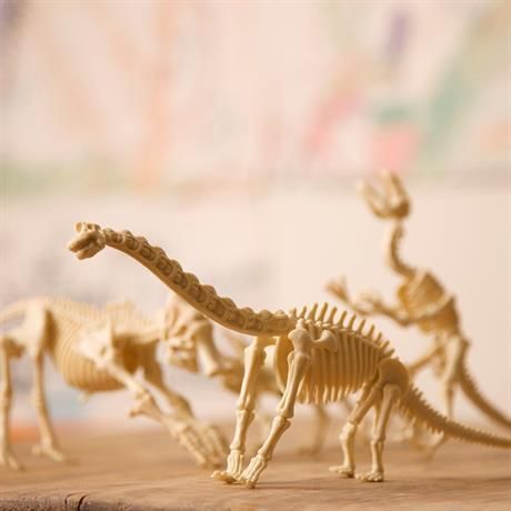 Набір для розкопок 4M Скелет брахіозавра (розкопки динозавра іграшка) (00-03237) набір для дослідів 00-03237 фото
