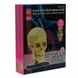 Набір для досліджень Edu-Toys Модель черепа з нервами збірна, 9 см (SK010) SK010 фото 4