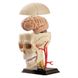 Набір для досліджень Edu-Toys Модель черепа з нервами збірна, 9 см (SK010) SK010 фото 1