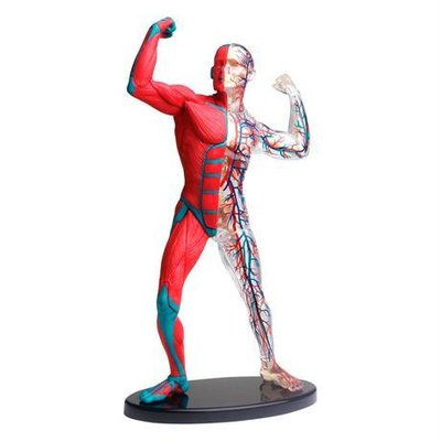 Модель мышц и скелета человека Edu-Toys сборная 19 см (SK056) SK056 фото