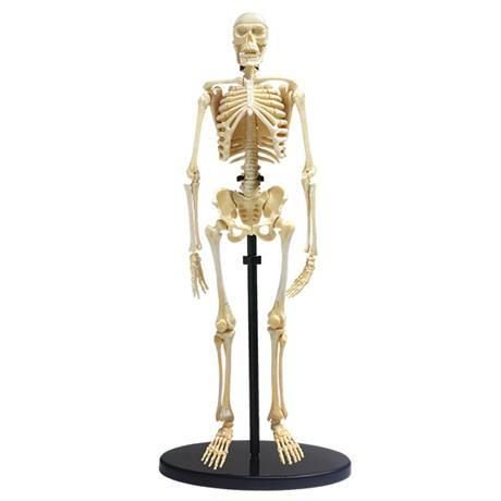 Модель скелета людини Edu-Toys збірна, 24 см (SK057) SK057 фото