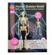 Модель скелета людини Edu-Toys збірна, 24 см (SK057) SK057 фото 4