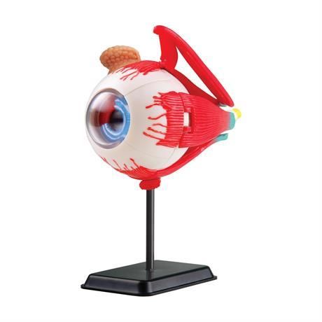 Модель очного яблука Edu-Toys збірна 14 см (SK007) (модель ока) SK007 фото