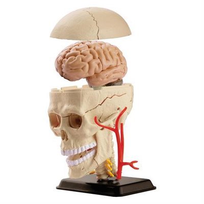 Модель черепа с нервами Edu-Toys сборная 9 см (SK010) SK010 фото