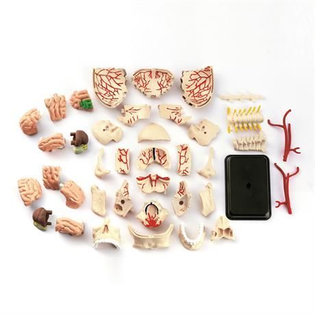 Набір для досліджень Edu-Toys Модель черепа з нервами збірна, 9 см (SK010) SK010 фото