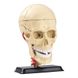 Набір для досліджень Edu-Toys Модель черепа з нервами збірна, 9 см (SK010) SK010 фото 2