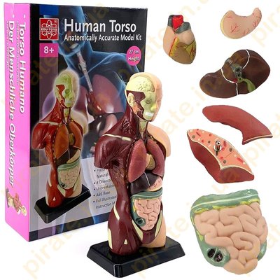 Анатомическая модель человека Edu-Toys сборная 27 см (MK027) MK027 фото