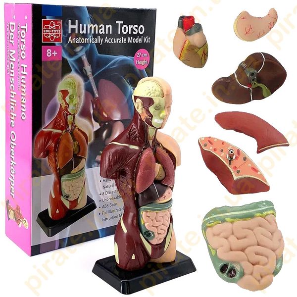 Анатомічна модель людини Edu-Toys збірна, 27 см (MK027) MK027 фото